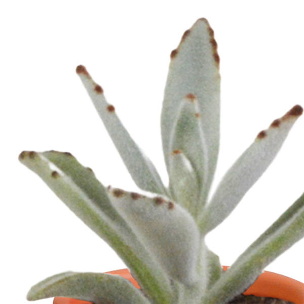Cactus & vetplanten + terracotta pot - ↕8-13cm - Ø6cm - x15