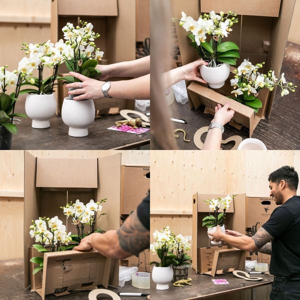 COMBI DEAL 2x paarse phalaenopsis orchideeën - Ø9cm