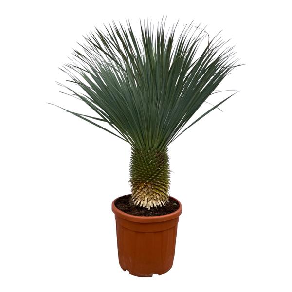 Yucca Rostrata - ↕160 cm - Ø50cm