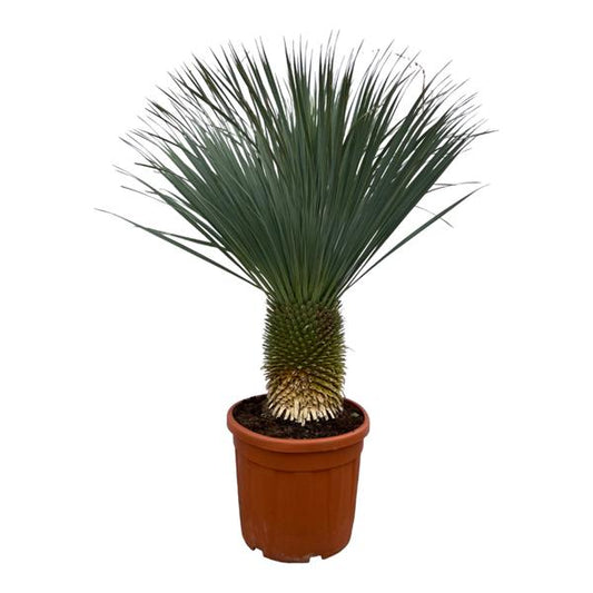 Yucca Rostrata - ↕160 cm - Ø50cm