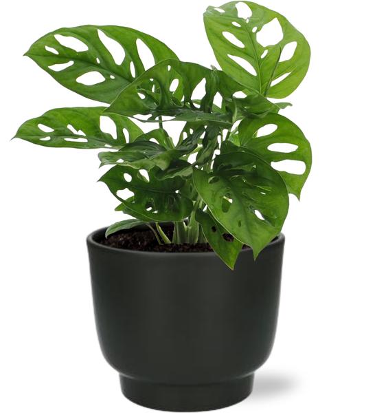 Monstera Monkey Leaf + zwarte Pot - ↕30cm - Ø12cm