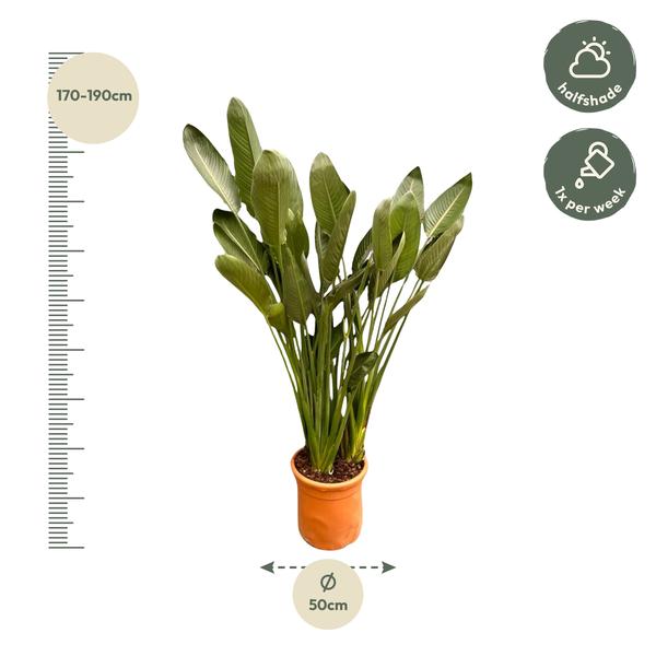 Strelitzia Reginae XXL - ↕180cm - Ø50cm