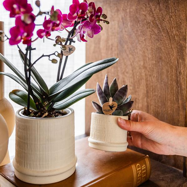 Bali sierpot - Gebroken Wit - Ø6cm