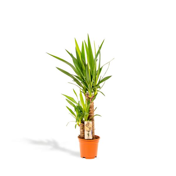 Yucca - ↕90cm - Ø17cm
