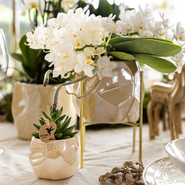 Combi deal - Pearl travertine potten