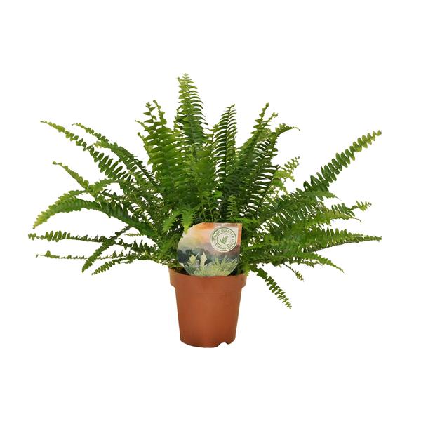 Nephrolepis Green Lady - ↕30cm - Ø12cm