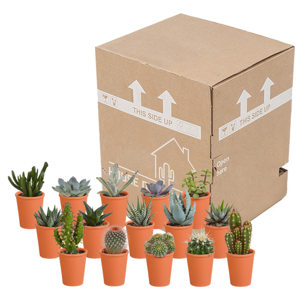 Cactus & vetplanten + terracotta pot - ↕8-13cm - Ø6cm - x15