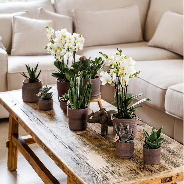 Bali sierpot - Bruin - Ø6cm