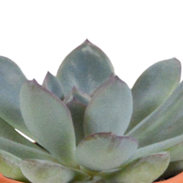 Cactus & vetplanten + terracotta pot - ↕8-13cm - Ø6cm - x15