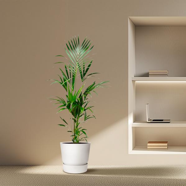 Kentia palm XXL - ↕180cm - Ø24cm