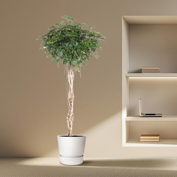 Schefflera Arboricola Compacta gevlochten stam - ↕200cm - Ø50cm