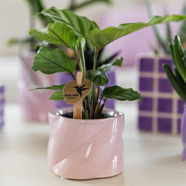 Kolibri Home | Candy Zierpot - Pink - Ø6cm