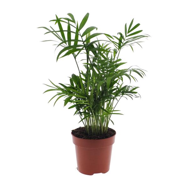 Chamaedorea Elegans - Mexicaanse Bergpalm - ↕40cm - Ø12cm