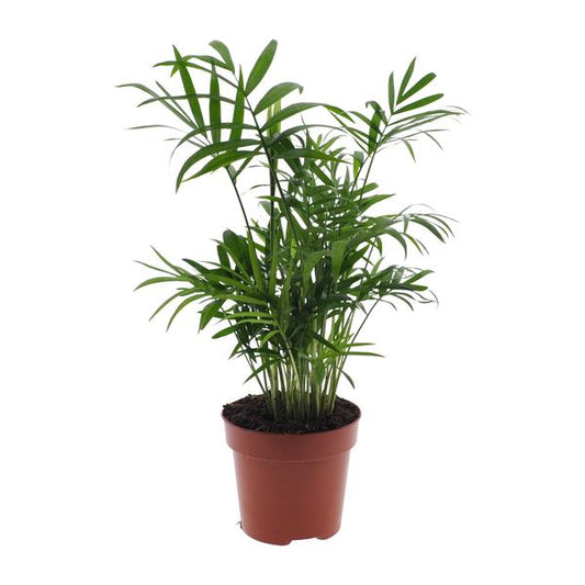 Chamaedorea Elegans - Mexicaanse Bergpalm - ↕40cm - Ø12cm