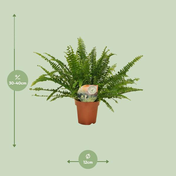 Nephrolepis Green Lady - ↕30cm - Ø12cm