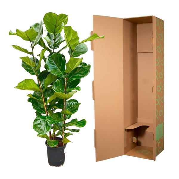 Ficus Lyrata struik - ↕160cm - Ø30cm