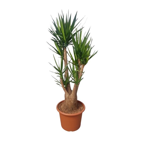 Yucca Elephantipes vertakt - ↕190cm - Ø55cm
