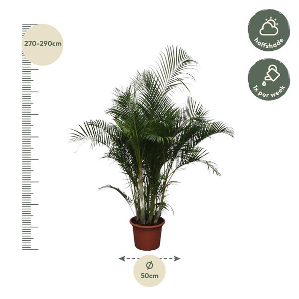 Dypsis Lutescens / Areca Palm - ↕280cm - Ø50cm