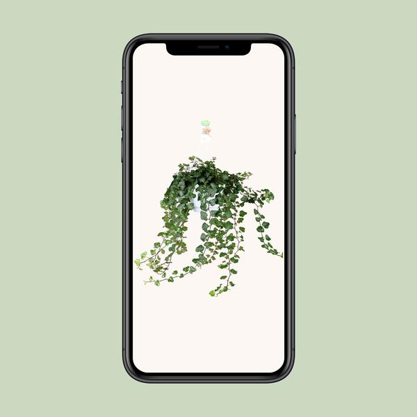 Hedera Wonder Green - ↕70cm - Ø17cm