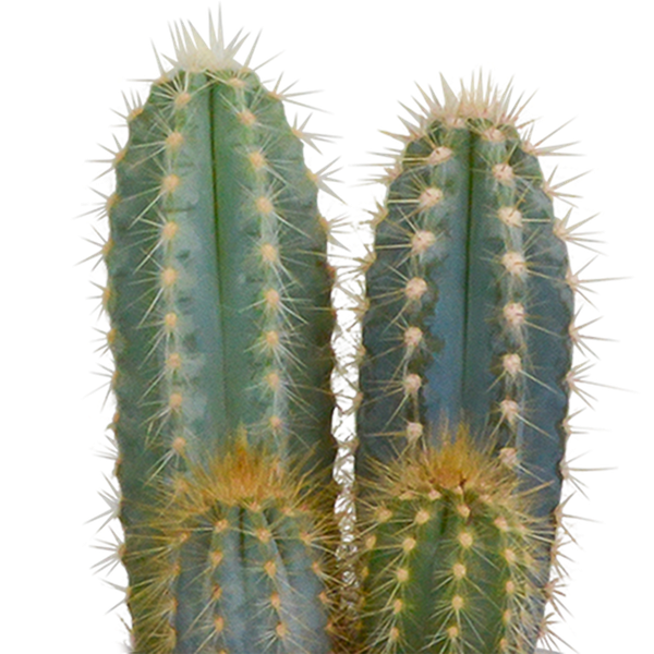 Cactus mix 8.5 cm - 3x - in terracotta pot