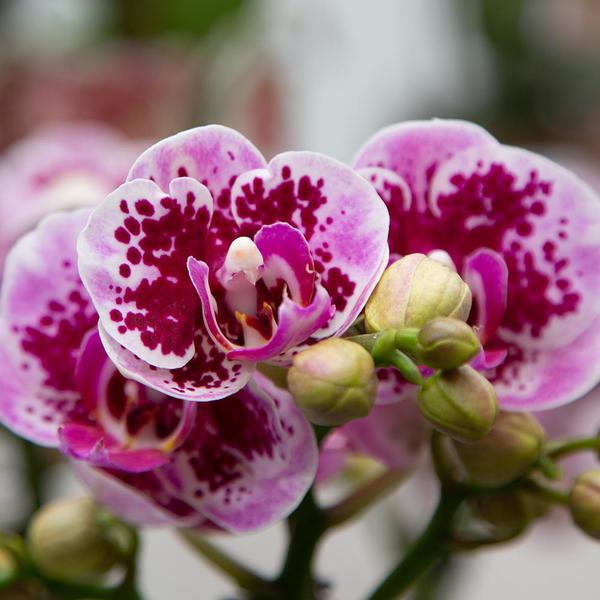 Roze paarse phalaenopsis orchidee - El Salvador - potmaat Ø9cm