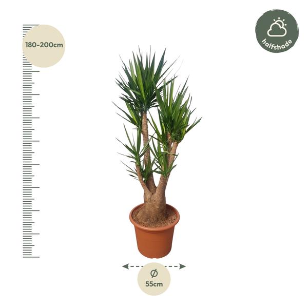 Yucca Elephantipes vertakt - ↕190cm - Ø55cm