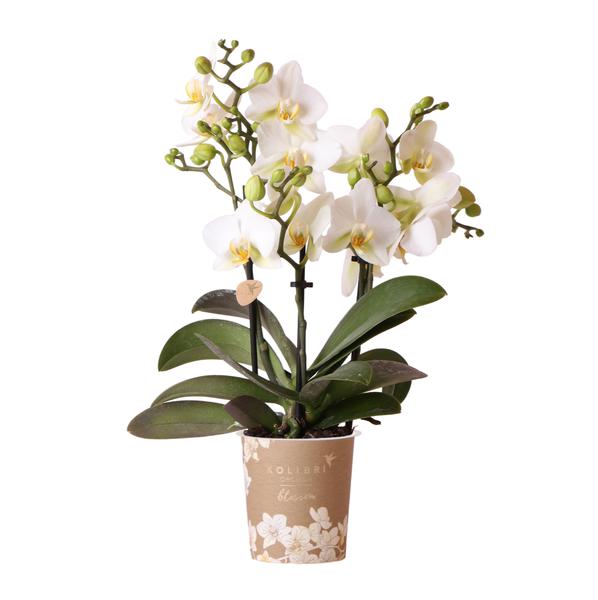 Witte phalaenopsis orchidee - Lausanne - potmaat Ø9cm