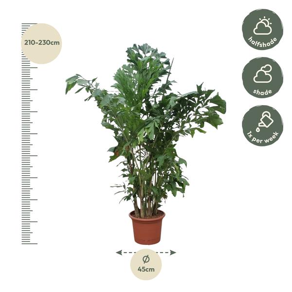 Caryota Mitis - ↕220cm - Ø45cm