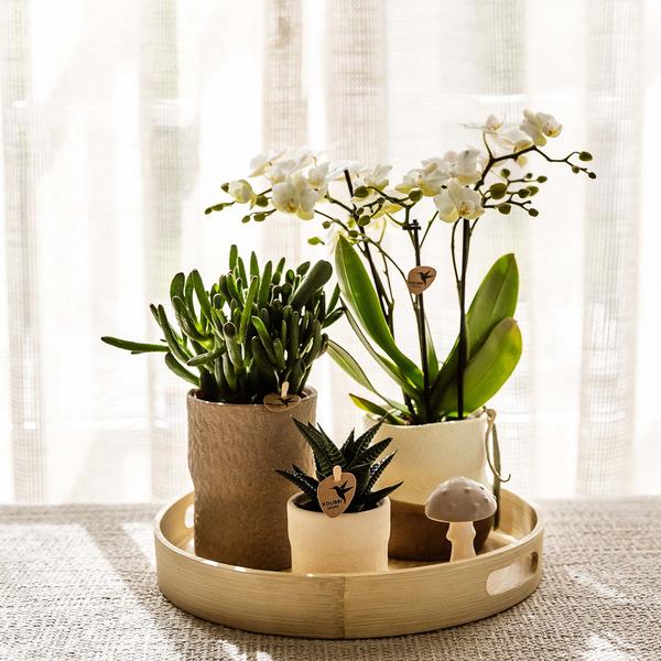 Rustic sierpot - Wit - Ø6cm