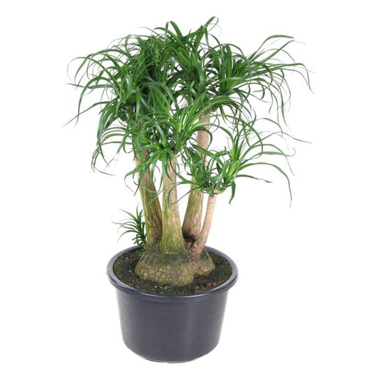 Beaucarnea vertakt - ↕110cm - Ø41cm
