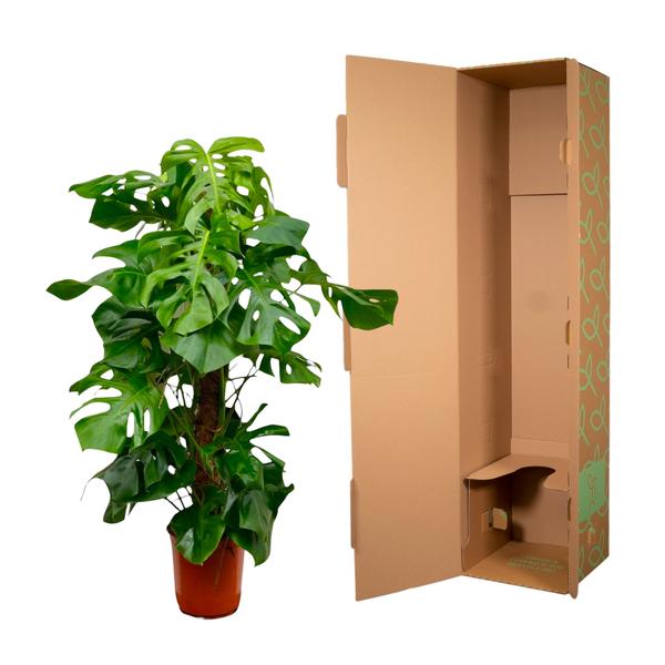Monstera Deliciosa - ↕150cm - ⌀27