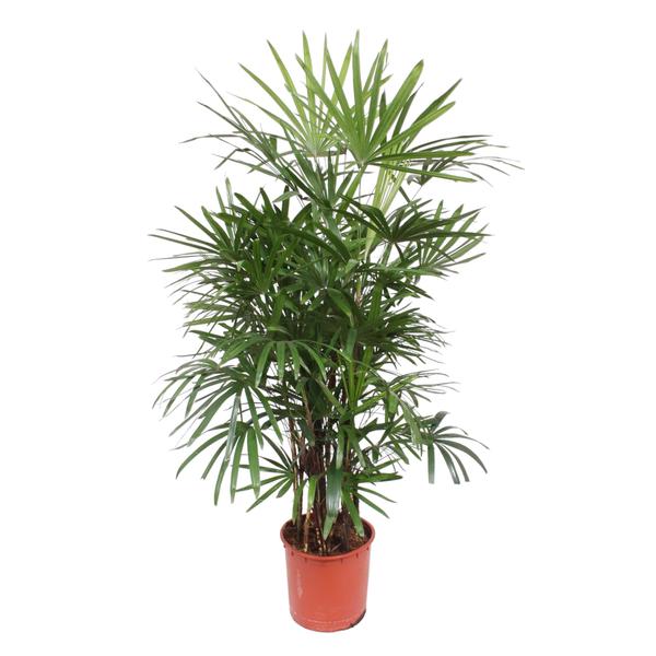 Rhapis Excelsa - ↕190cm - Ø34cm