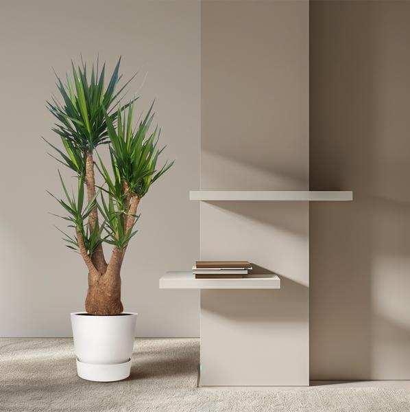 Yucca Elephantipes vertakt - ↕190cm - Ø55cm
