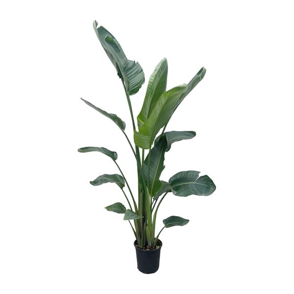 Strelitzia Nicolai XXL - ↕220cm - Ø27cm