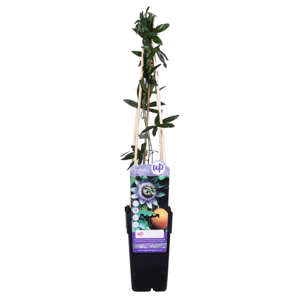 Passiflora Blauw caerulea - ↕65cm - Ø15cm