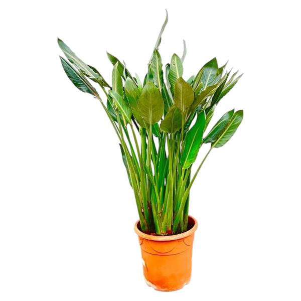 Strelitzia Reginae - ↕160cm - Ø30cm