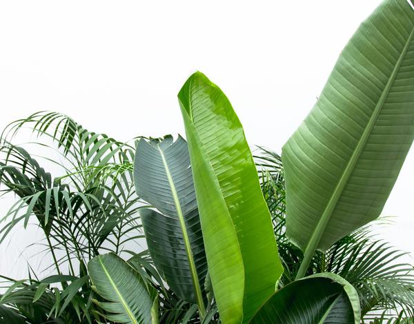 XXL Voordeelpakket - Kentia ↕200cm, Strelitzia Nicolai ↕225cm, Areca ↕200cm