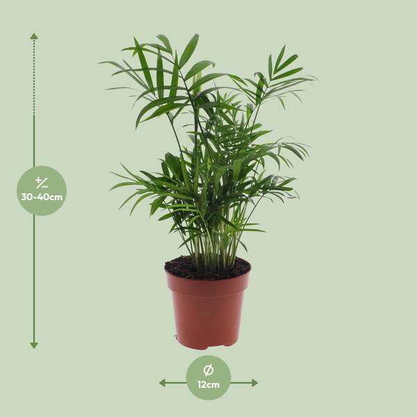 Chamaedorea Elegans - Mexicaanse Bergpalm - ↕40cm - Ø12cm