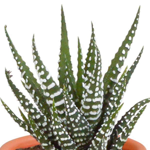 Cactus & vetplanten + terracotta pot - ↕8-13cm - Ø6cm - x15