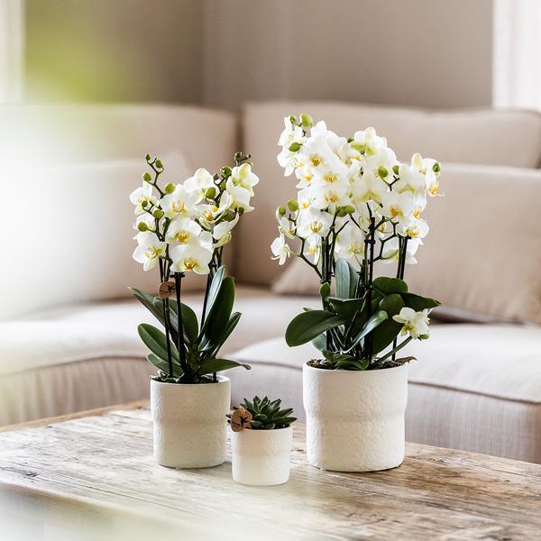 Witte phalaenopsis orchidee - Lausanne - potmaat Ø9cm