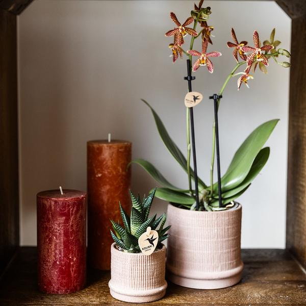 Bali sierpot - Sand - Ø9cm