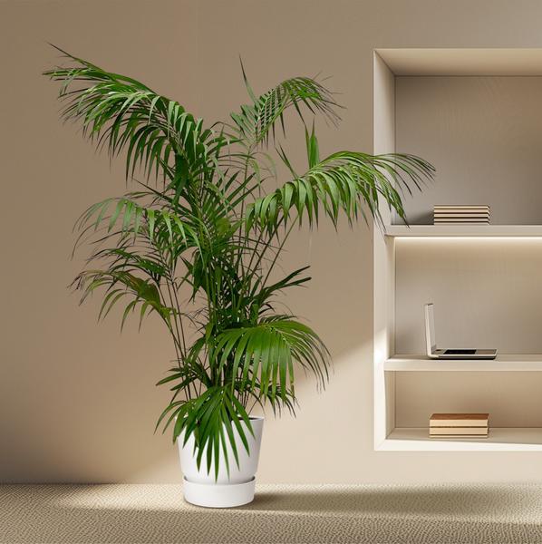 Kentia Palm XXL - ↕260cm - Ø35cm