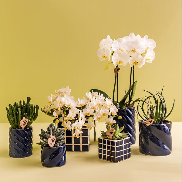 Kolibri Home | Candy Zierpot - Blau - Ø6cm