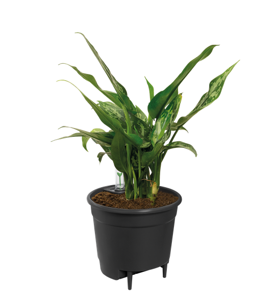 Self Watering Insert - Ø21cm