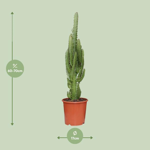 Euphorbia Trigona - ↕70cm - Ø17cm
