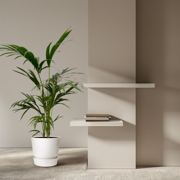 Kentia Palm - ↕130cm - Ø21cm