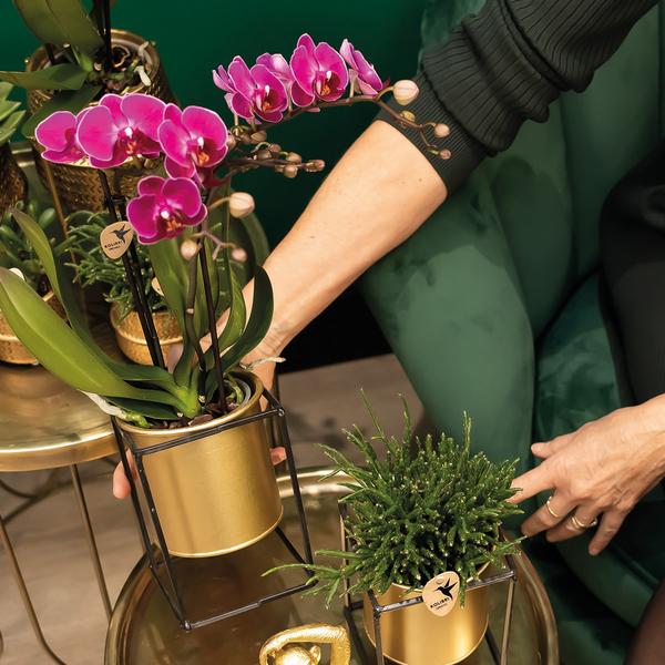 COMBI DEAL 2x paarse phalaenopsis orchideeën - Ø9cm