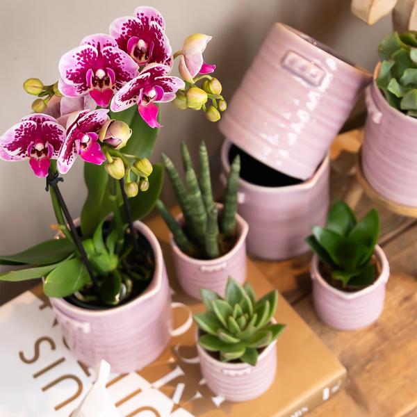 Roze paarse phalaenopsis orchidee - El Salvador - potmaat Ø9cm