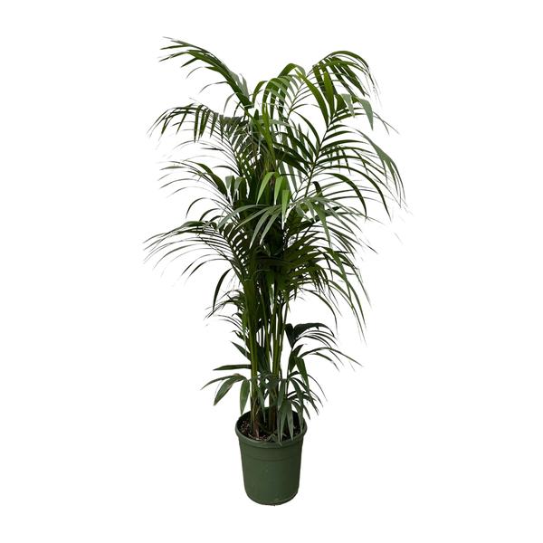 Kentia palm XXL - ↕230cm - Ø38cm