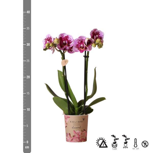 Roze paarse phalaenopsis orchidee - El Salvador - potmaat Ø9cm